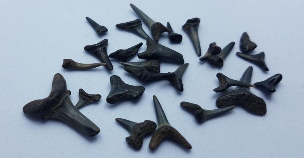 Shark Teeth: Fossilized Finds